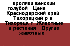 кролики венский голубой › Цена ­ 300 - Краснодарский край, Тихорецкий р-н, Тихорецк г. Животные и растения » Другие животные   